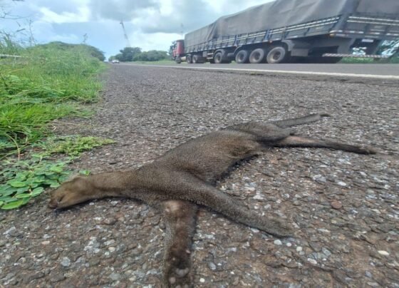 Gato-mourisco às margens da BR-262, após ser atropelado