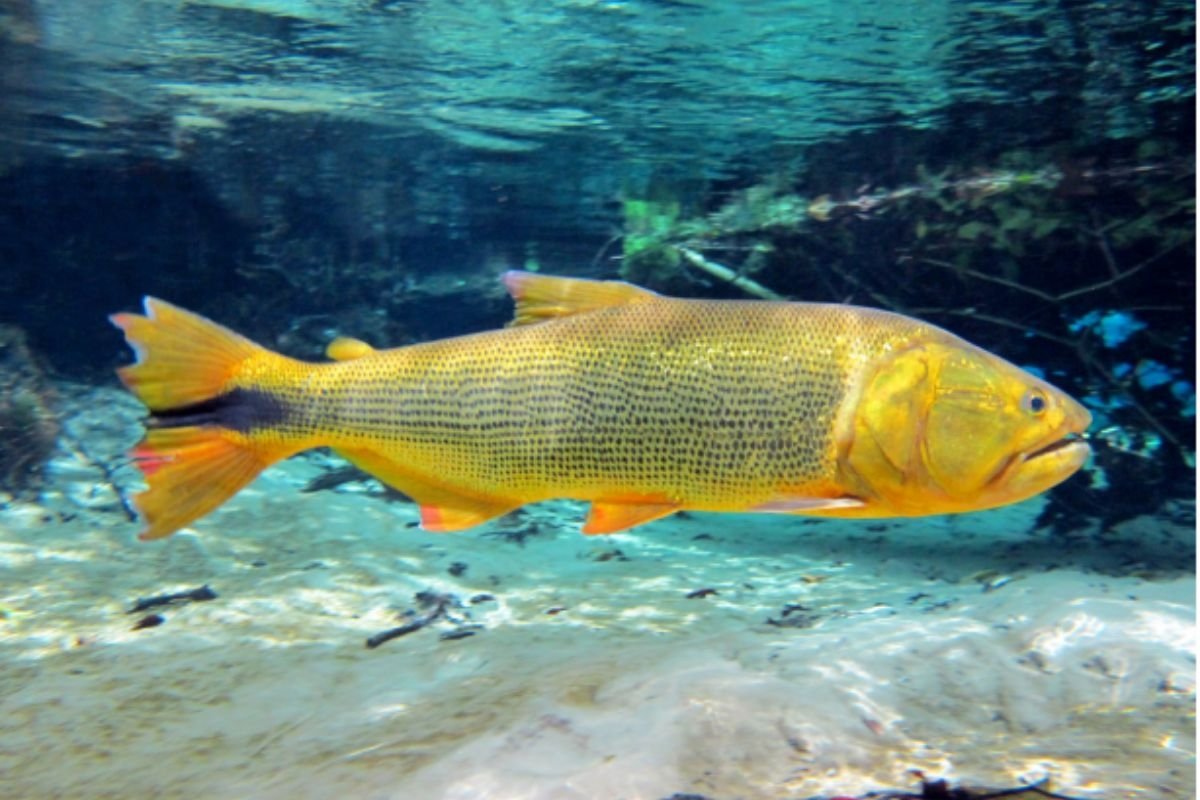 Assembleia discute pesca do dourado