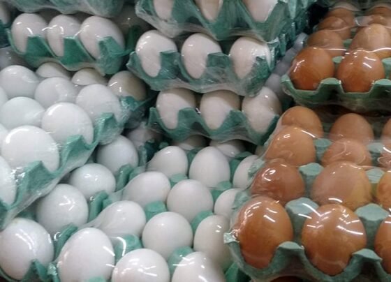 Produção de ovos