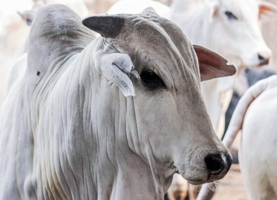 pará, boi, vaca louca - protocolo