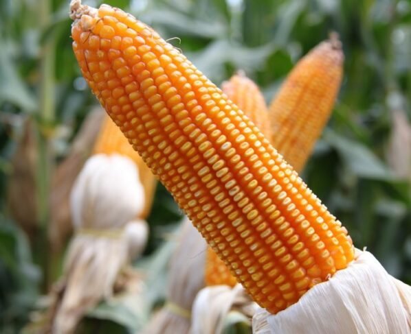 agro.mt