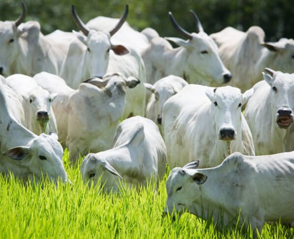 boiada gado bovino arroba do boi gordo carne bovina preços