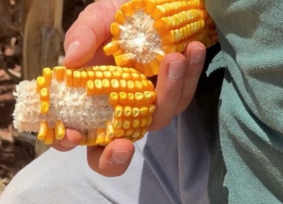 agro.mt