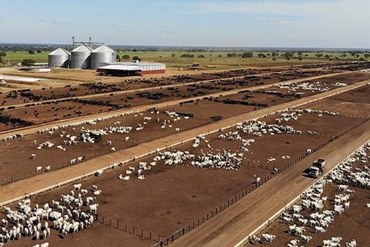 Fazenda Nova Piratininga possui mais de 100 mil cabeças de gado