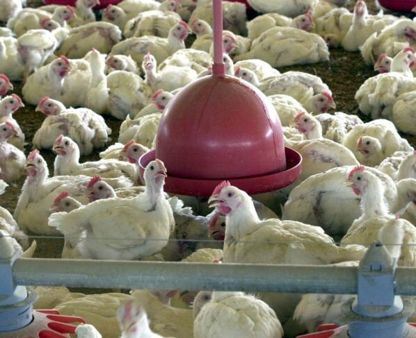 criação de frangos - carne de frango - gripe aviária