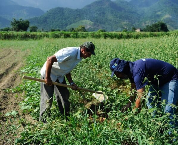 agricultura familiar no brasil agricultores projeto