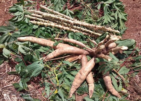 Cultivares de mandioca