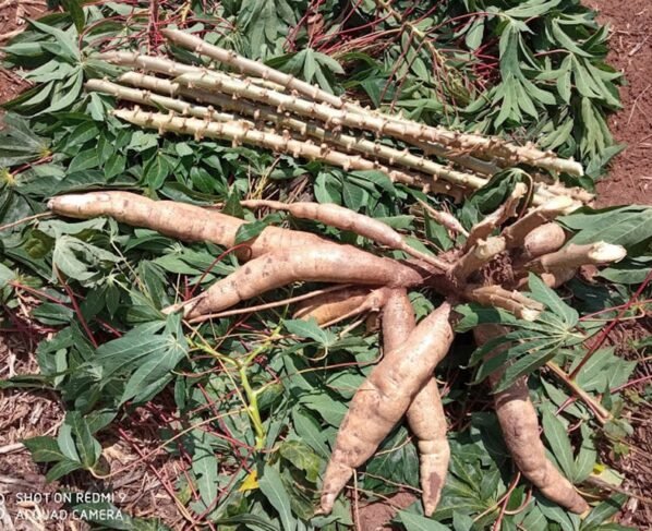 Cultivares de mandioca