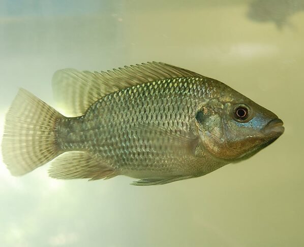 tilápia Embrapa, peixes Uel