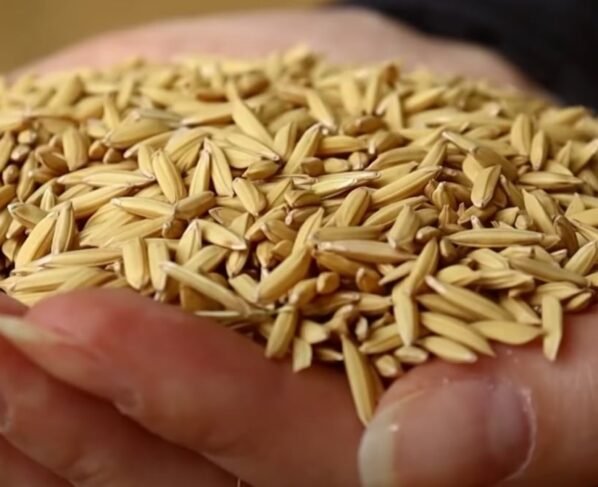 arroz - rio grande do sul