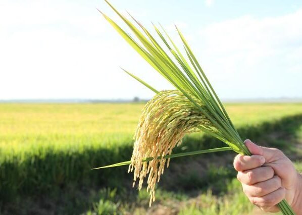 cultivar arroz irrigado em lavoura, grãos e panícula