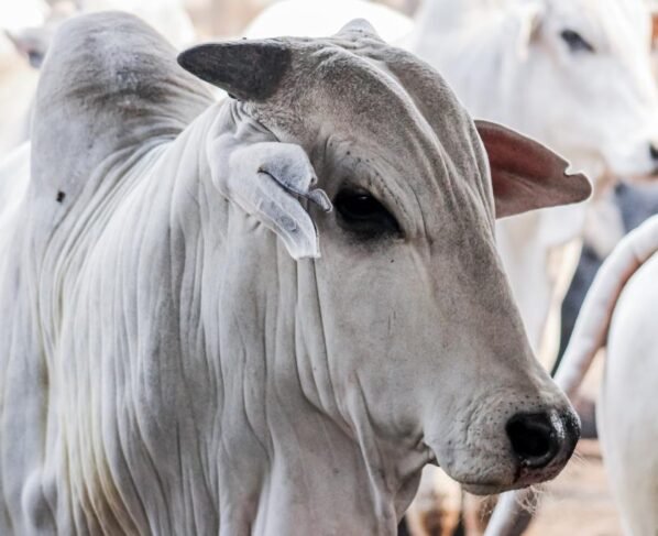 pará, boi, vaca louca - protocolo