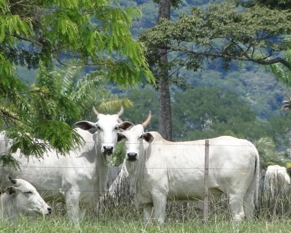 preços do boi