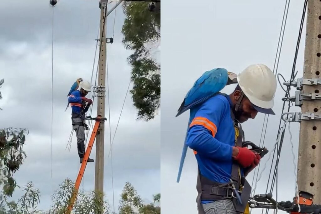 montagem colorida fotos de técnico de empresa elétrica com arara
