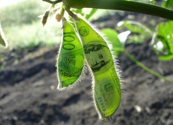 soja dólar chicago