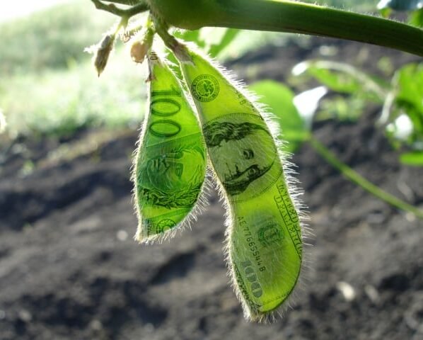 soja dólar chicago
