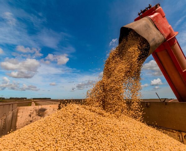 Produção de grãos na Bahia