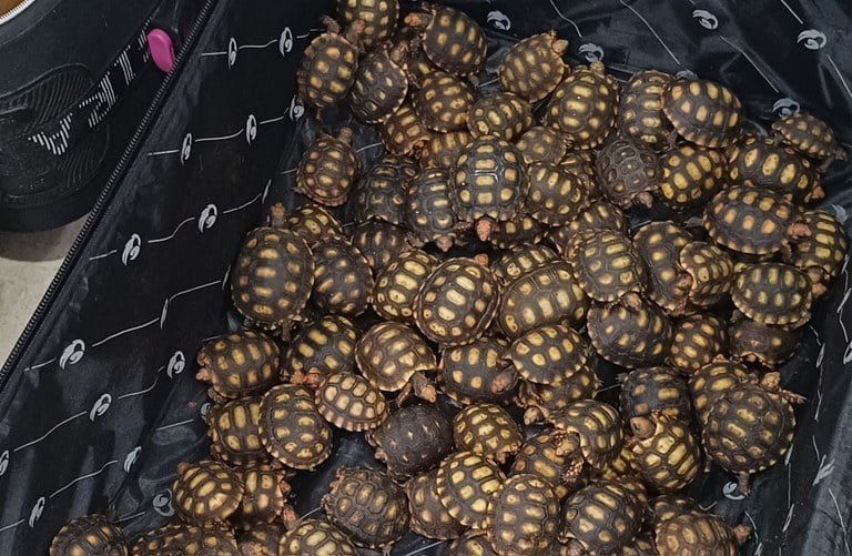 Jabutis-piranga