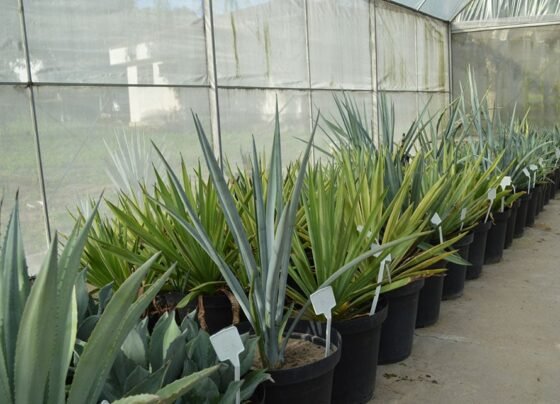 agave produção etanol