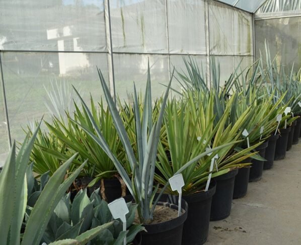 agave produção etanol