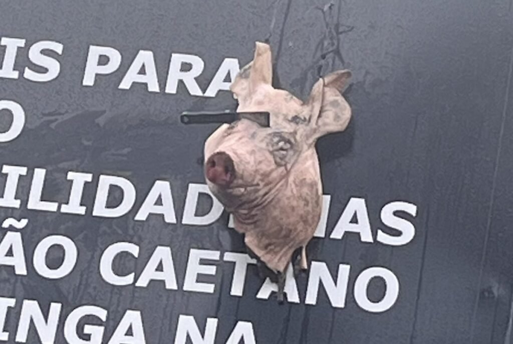 Foto colorida de cabeça de porco - Metrópoles