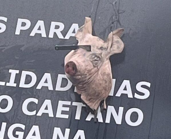Foto colorida de cabeça de porco - Metrópoles