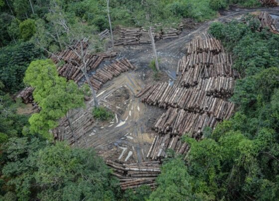 Plano Clima; desmatamento