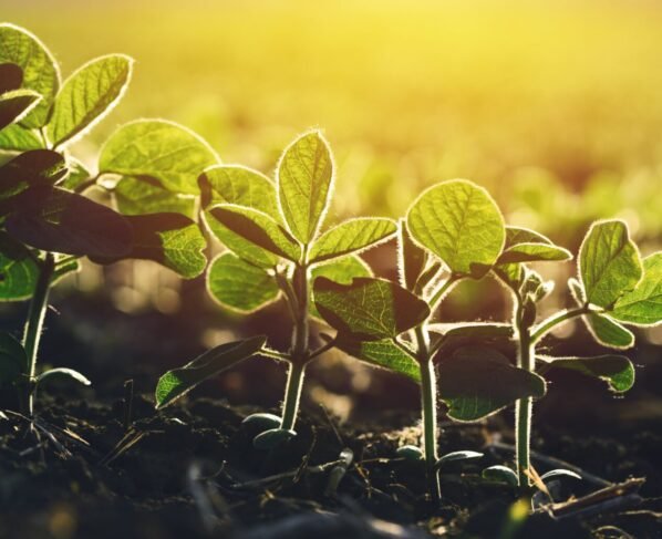 Close up of soybean plant in field