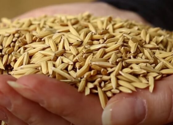 arroz - rio grande do sul