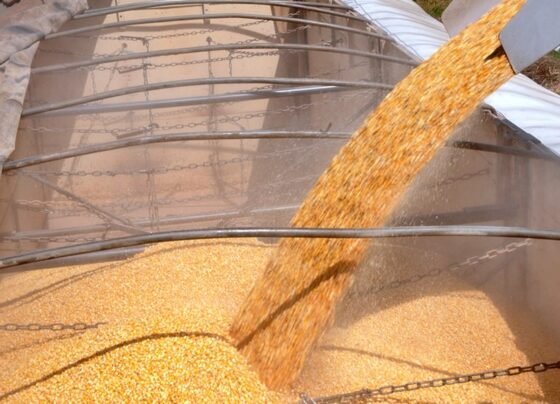 Colheita do milho, milho, grão