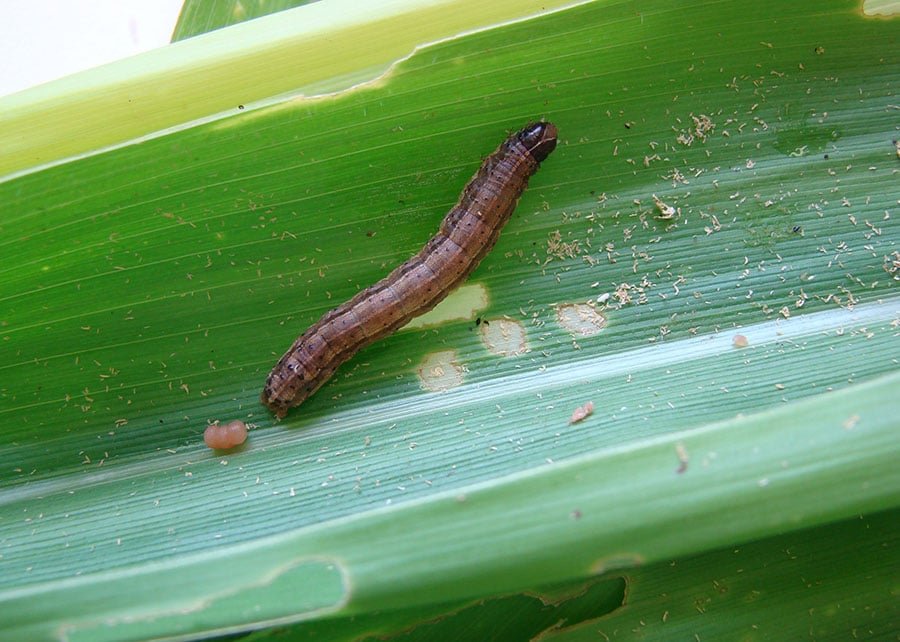 lagarta-do-cartucho