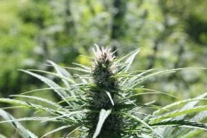 cannabis