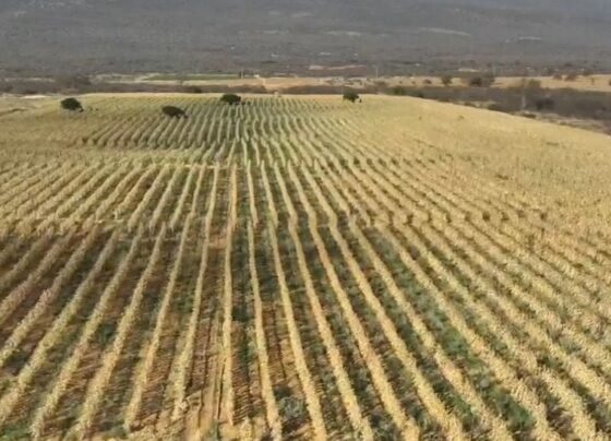 polícia civil desarticula fazenda com plantação de maconha de 4 hectares na Bahia, entorpecente