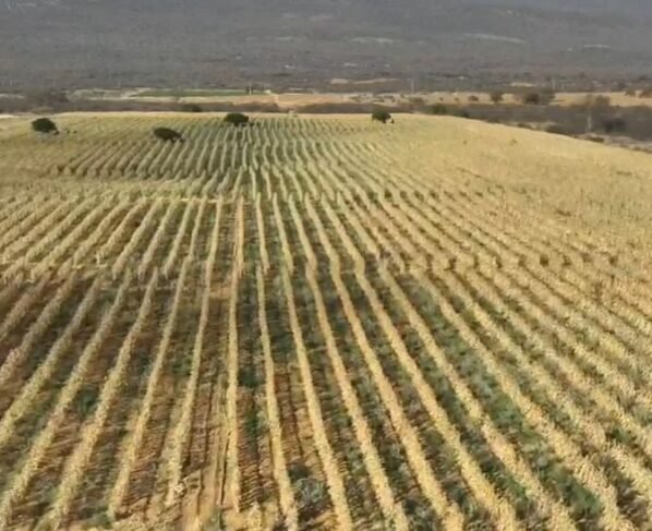 polícia civil desarticula fazenda com plantação de maconha de 4 hectares na Bahia, entorpecente