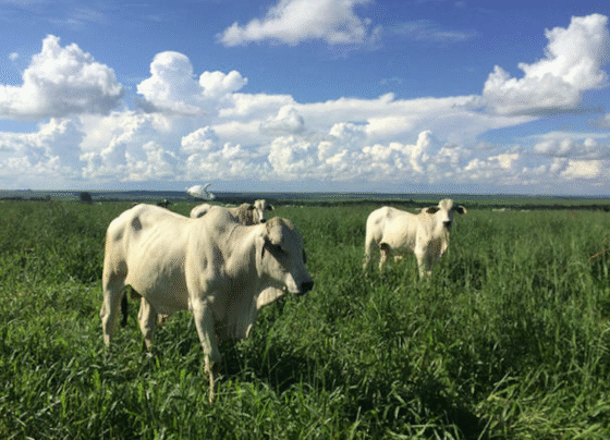 altas nas temperaturas podem prejudicar a qualidade dos pastos brasileiros, boi gordo