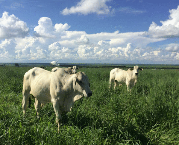 altas nas temperaturas podem prejudicar a qualidade dos pastos brasileiros, boi gordo