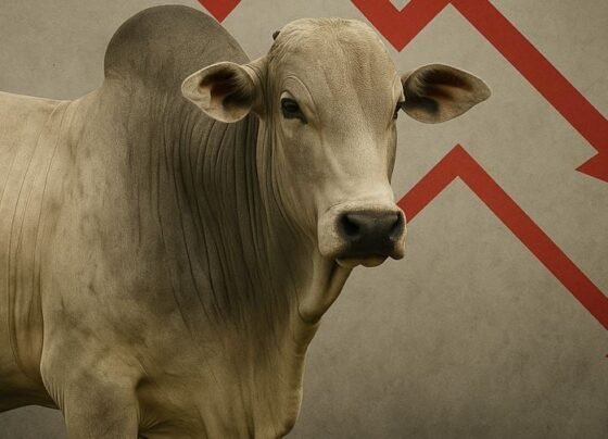 arroba boi gordo preços queda