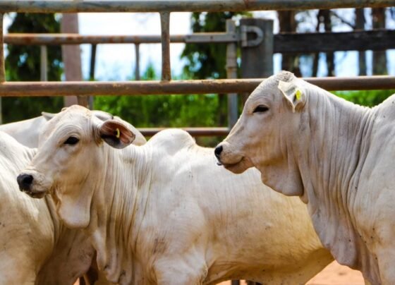 Sanidade Animal Brucelose