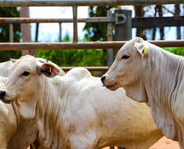 Sanidade Animal Brucelose