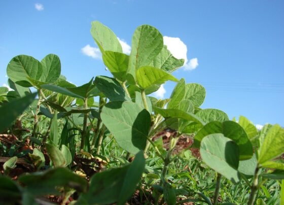 consultoria-plantio-soja - imea - mato grosso