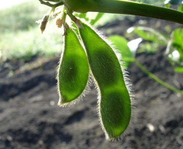 soja verde na lavoura, moratória da soja