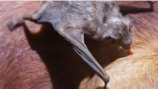 raiva, morcego, bovino