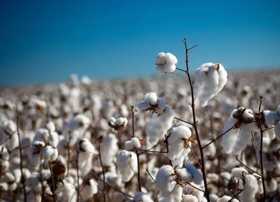 abrapa, algodão