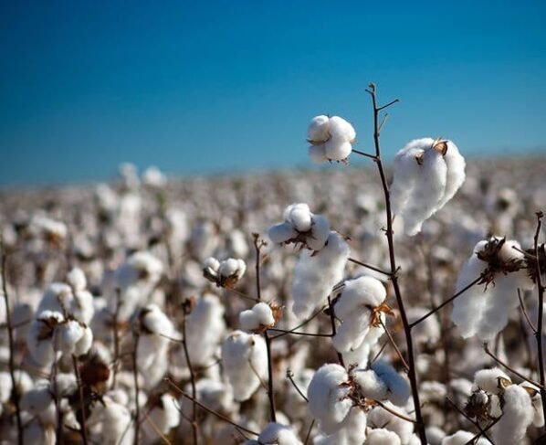 abrapa, algodão