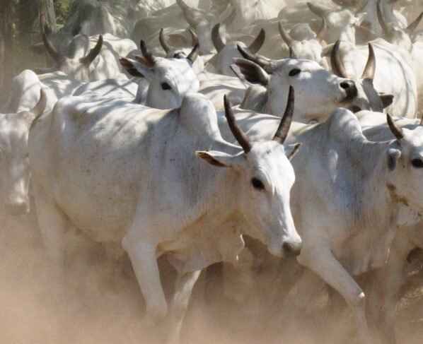 boiada, carne orgânica do Pantanal, boi