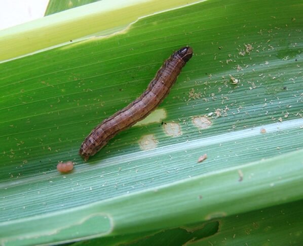 Lagarta-do-cartucho é uma das piores pragas agrícolas