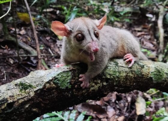 Cuíca-lanosa ( Caluromys philander ) - Wesley Lopes