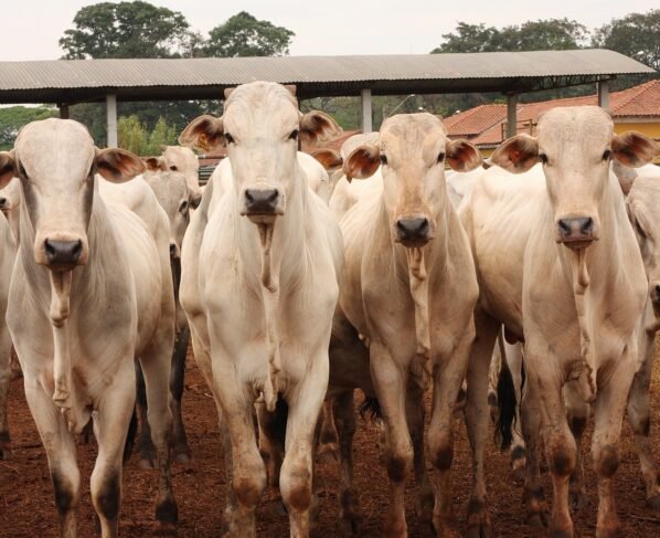 arroba do boi gordo mercado