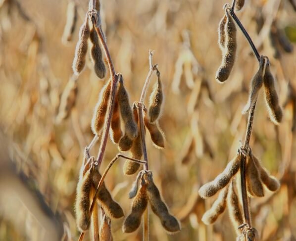 vagens de soja no campo