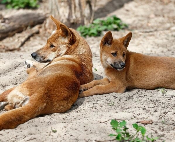 Dingo - cão selvagem da Austrália